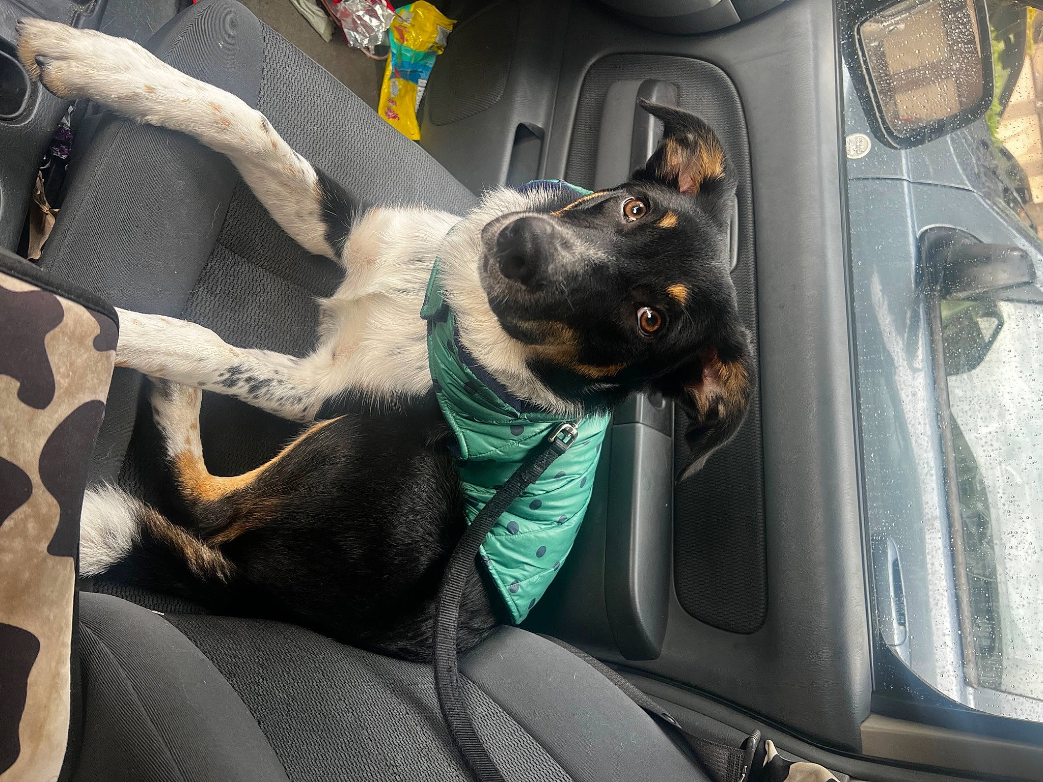 Koda joined the competition — help win amazing prizes! auto_part, automotive_design, automotive_exterior, car, car_seat, car_seat_cover, carnivore, comfort, companion_dog, dog, dog_breed, family_car, head_restraint, motor_vehicle, personal_luxury_car, snout, sporting_group, steering_wheel, vehicle, vehicle_door
