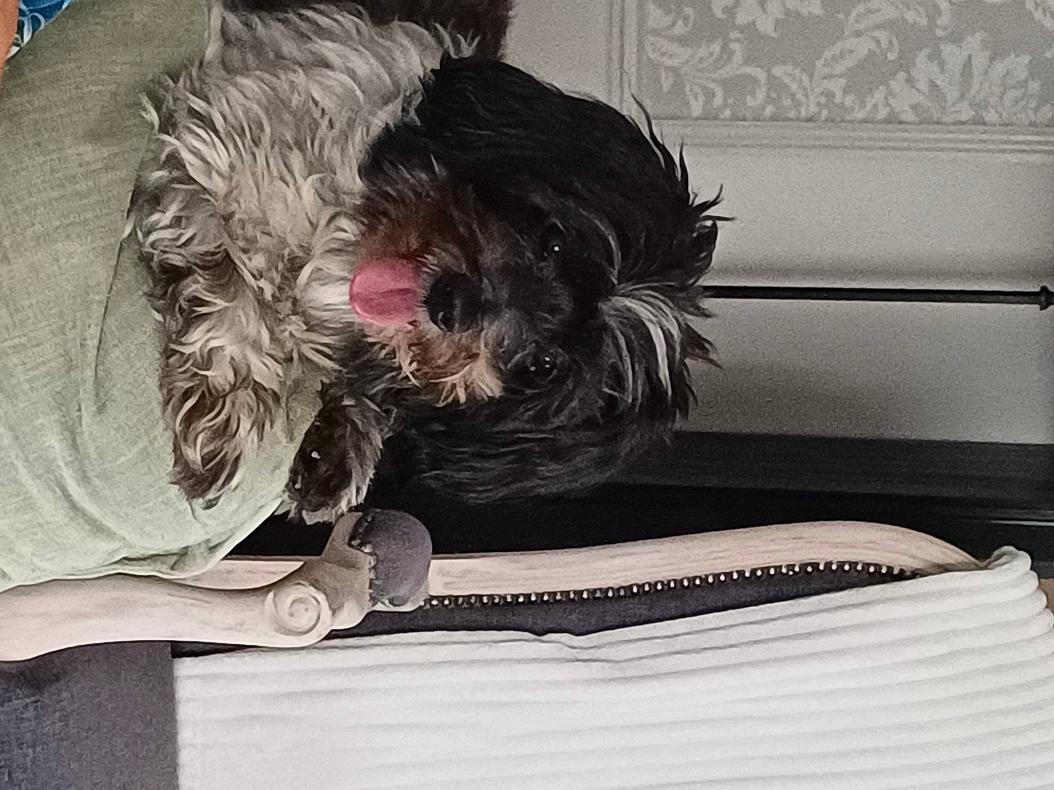 Helliot participe au concours pour gagner de l'argent avec cette photo : canidae, carnivore, comfort, companion_dog, dog, dog_breed, dog_collar, dog_supply, fur, nap, non_sporting_group, puppy, sitting, small_terrier, snout, sporting_group, terrier, toy_dog, working_animal