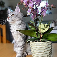 Zara participe au concours pour gagner de l'argent avec cette photo : blurred_background, cat, close_up, domestic_animal, feline, flower_pot, fur, gray_cat, houseplant, indoor, leaf, natural_light, orchid, pet, pink_flower, plant, sitting, table, whiskers, wooden_table