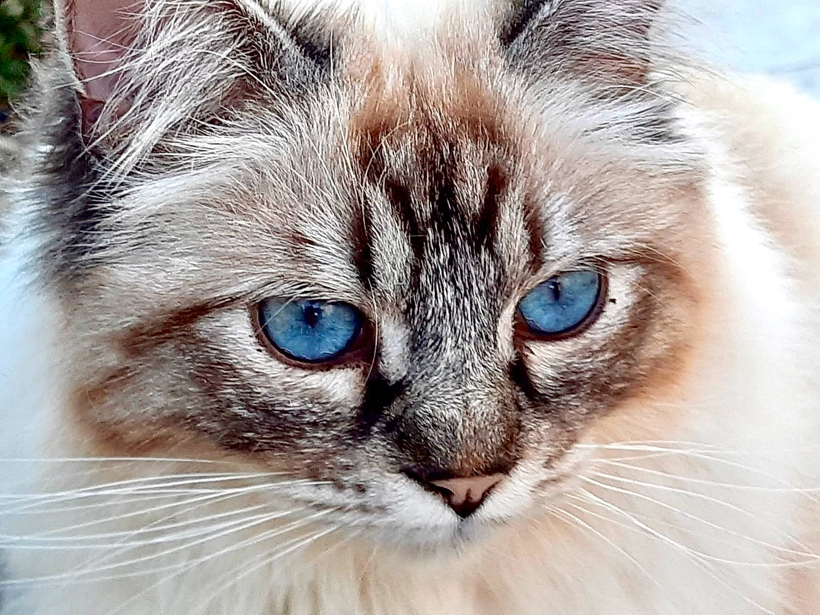 Maximus a rejoint le concours — aidez-le/la à gagner de superbes lots ! aegean_cat, birman, carnivore, cat, close_up, eye, felidae, fur, iris, mammal, nose, ojos_azules, organ, ragdoll, siberian, small_to_medium_sized_cats, snapshot, snout, vertebrate, whiskers