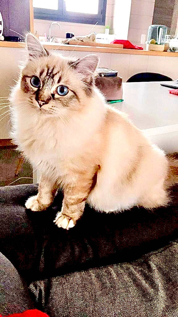 Maximus participe au concours pour gagner de l'argent avec cette photo : asian, asian_semi_longhair, birman, british_semi_longhair, carnivore, cat, cymric, domestic_long_haired_cat, fawn, felidae, himalayan, kitten, mammal, napoleon_cat, ragamuffin, ragdoll, siberian, small_to_medium_sized_cats, vertebrate, whiskers