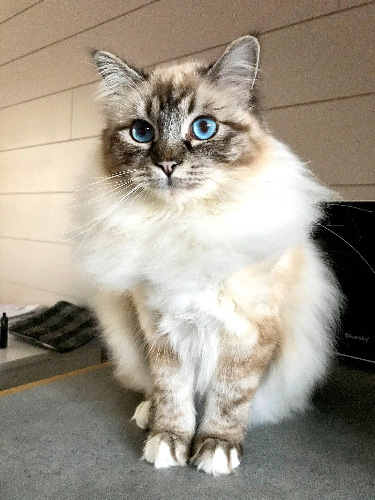 Maximus a rejoint le concours — aidez-le/la à gagner de superbes lots ! american_curl, asian, asian_semi_longhair, balinese, birman, british_semi_longhair, carnivore, cat, cymric, domestic_long_haired_cat, felidae, kitten, mammal, norwegian_forest_cat, ragamuffin, ragdoll, siberian, small_to_medium_sized_cats, vertebrate, whiskers