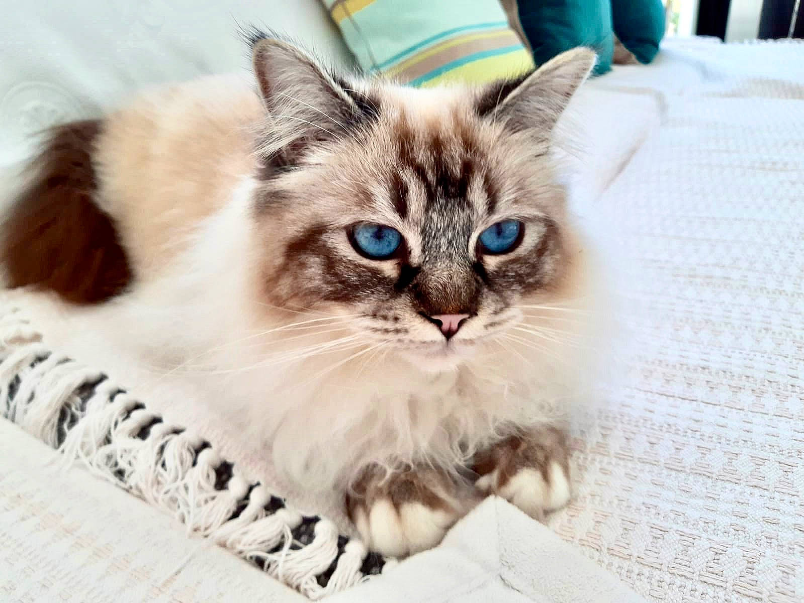 Maximus participe au concours pour gagner de l'argent avec cette photo : asian, asian_semi_longhair, balinese, birman, carnivore, cat, domestic_long_haired_cat, ear, eye, felidae, kitten, mammal, ojos_azules, ragamuffin, ragdoll, siberian, small_to_medium_sized_cats, thai, vertebrate, whiskers