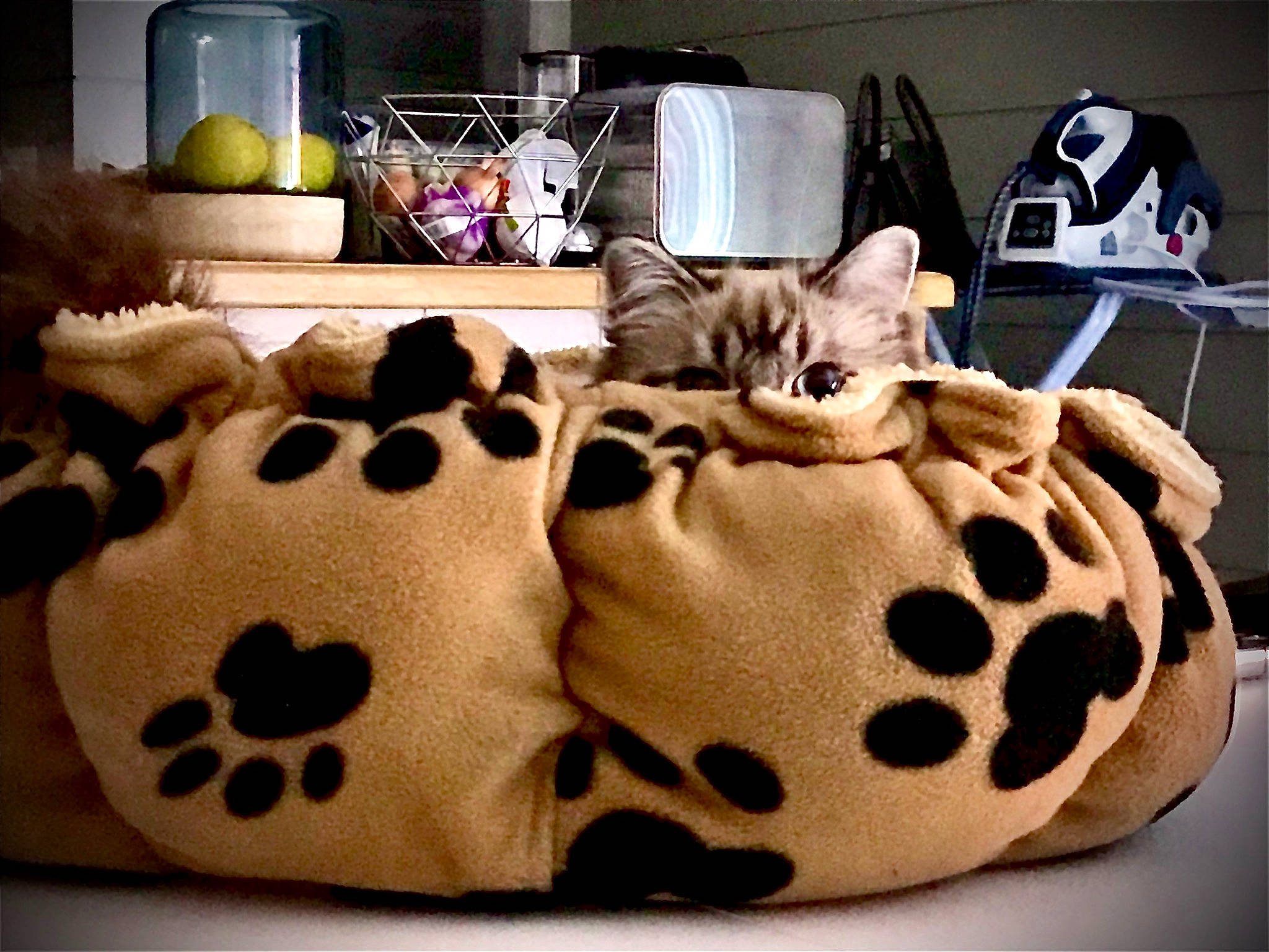 Maximus a rejoint le concours — aidez-le/la à gagner de superbes lots ! asian, bed_sheet, carnivore, cat, cat_bed, couch, fawn, felidae, fur, furniture, kitten, paw, small_to_medium_sized_cats, whiskers