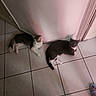 cat, cats, floor, tile_floor, corner, wall, indoor, pet, animal, relaxing, resting, curious, home, footwear, slipper, two_animals, feline, domestic_cat, looking, pink_light