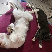 Minette Et Coco participe au concours pour gagner de l'argent avec cette photo : cat, sleeping, indoor, tile_floor, blanket, white_cat, gray_cat, relaxed, pets, fur, paw, resting, cozy, domestic, animal, cute, two_cats, napping, home, comfort