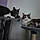 Minette Et Coco