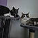 Minette Et Coco