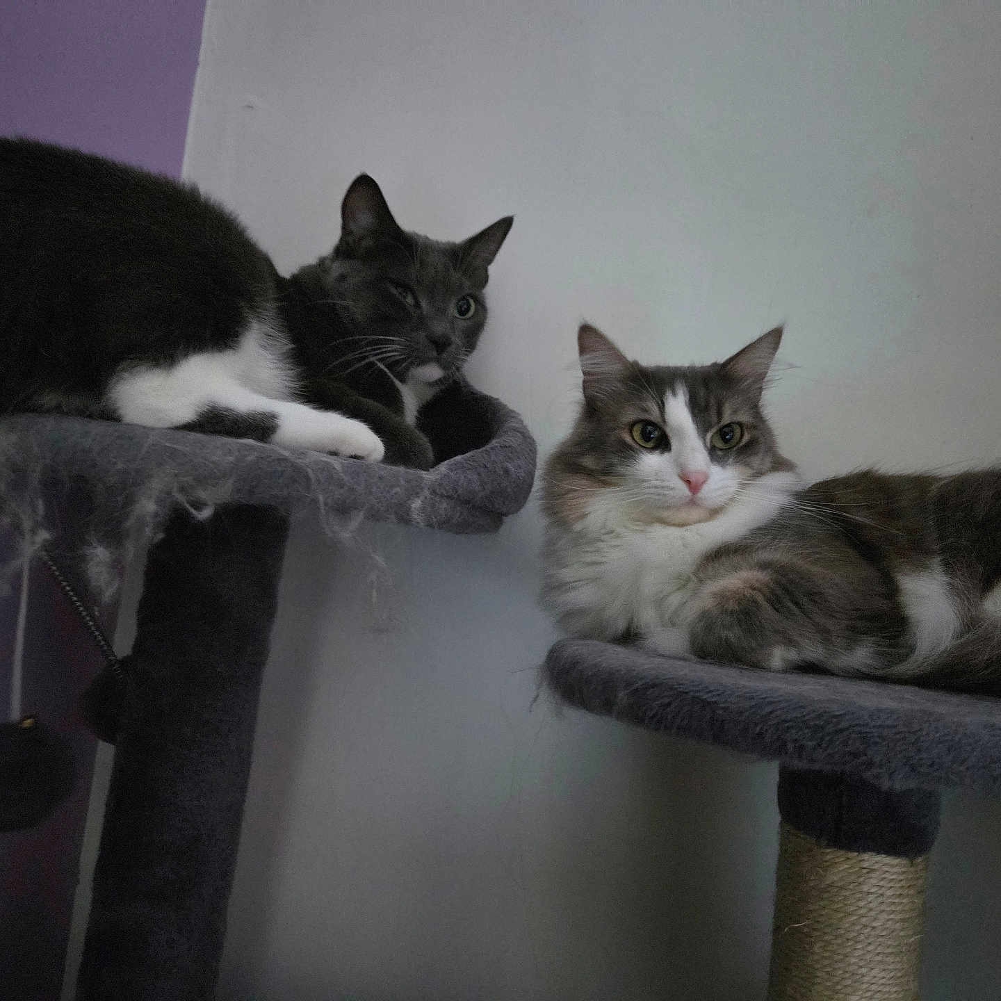 Minette Et Coco