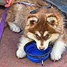 puppy, dog, leash, collapsible_bowl, water, fur, pet, animal, cute, brown, white, outdoor, paw, thirsty, resting, canine, ground, pet_accessory, young_dog, domestic_animal