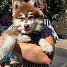 dog, puppy, fluffy, person, holding, outdoor, daylight, street, trees, sunlight, cute, pet, leash, fur, portrait, animal, striped_clothing, lace, human_arm, urban