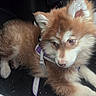 puppy, dog, fluffy, brown, white, harness, car, floor_mat, pet, cute, young, animal, canine, fur, sitting, looking_away, indoors, transport, resting, closeup