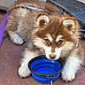 Malou participe au concours pour gagner de l'argent avec cette photo : puppy, dog, leash, collapsible_bowl, water, floor, fluffy, brown, white, cute, pet, young, animal, resting, closeup, outdoor, canine, playful, domestic, thirsty