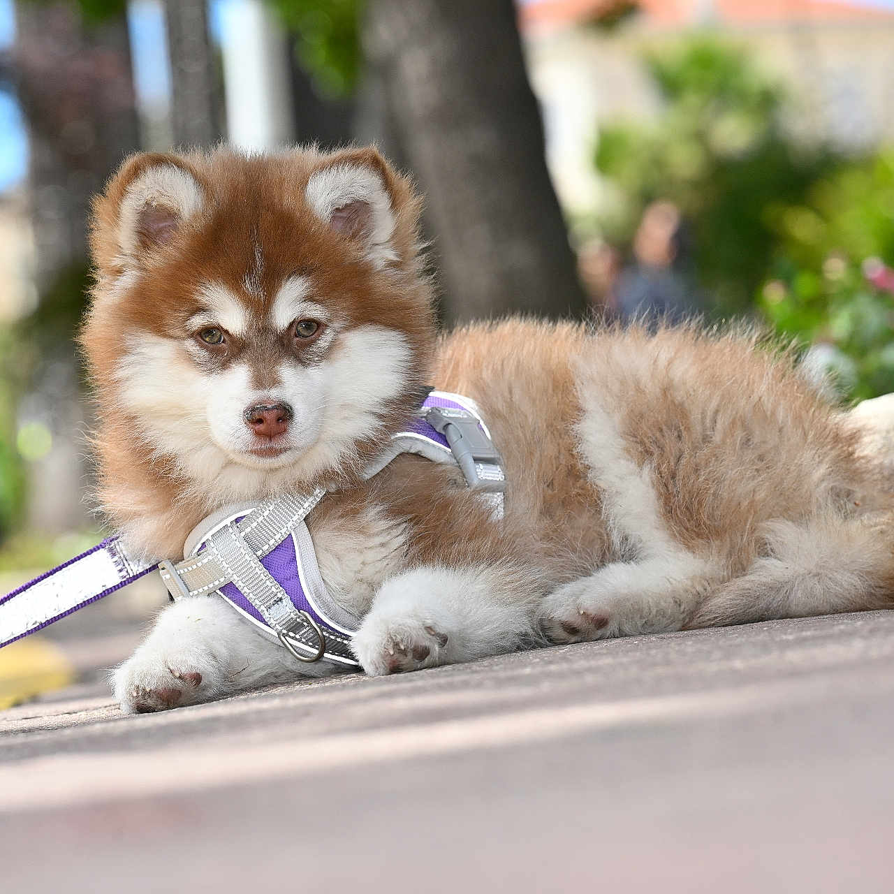 Malou participe au concours pour gagner de l'argent avec cette photo : puppy, dog, fluffy, brown, white, harness, leash, outdoor, sidewalk, nature, flower, greenery, pet, animal, cute, young, resting, sunlight, blurred_background, canine