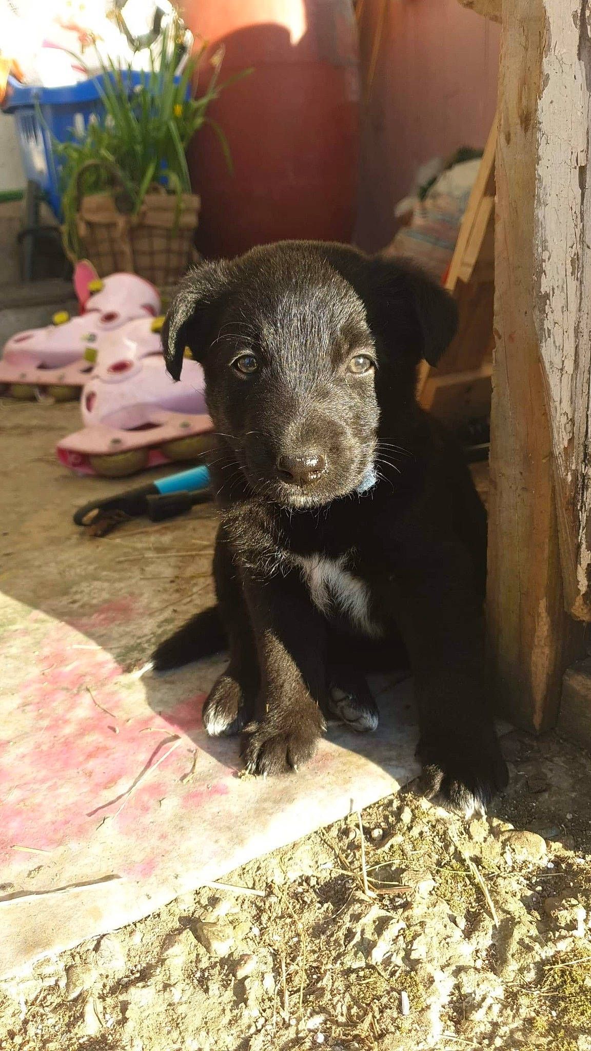 Jack a rejoint le concours — aidez-le/la à gagner de superbes lots ! carnivore, claw, companion_dog, dog, dog_breed, fawn, fur, houseplant, liver, livestock, paw, plant, snout, sporting_group, stuffed_toy, tail, terrestrial_animal, toy, whiskers, working_animal