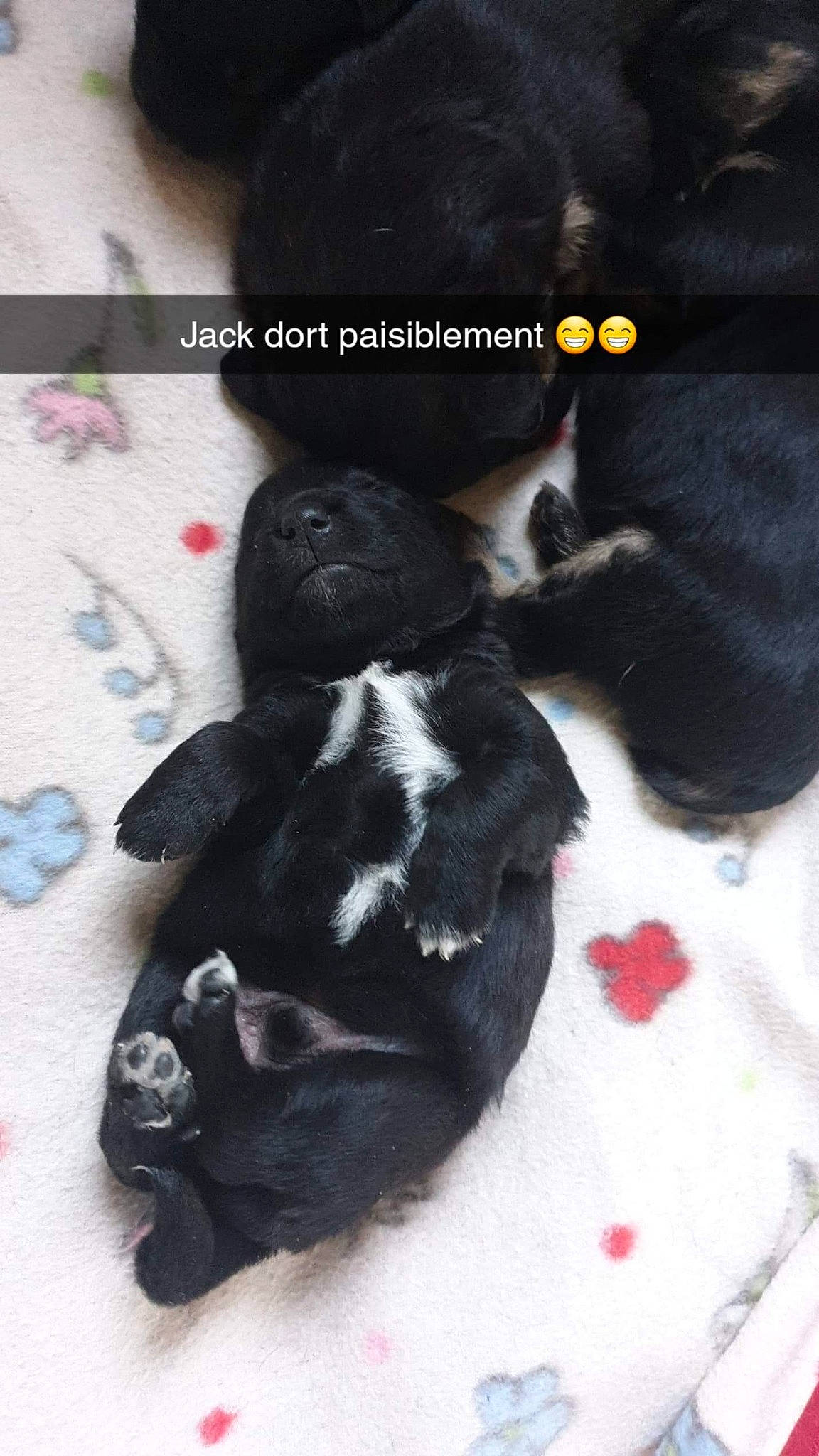 Jack participe au concours pour gagner de l'argent avec cette photo : art, canidae, claw, comfort, companion_dog, dog, dog_breed, font, fur, gesture, non_sporting_group, pattern, paw, petal, photo_caption, sporting_group, suit, tail, terrestrial_animal, working_animal