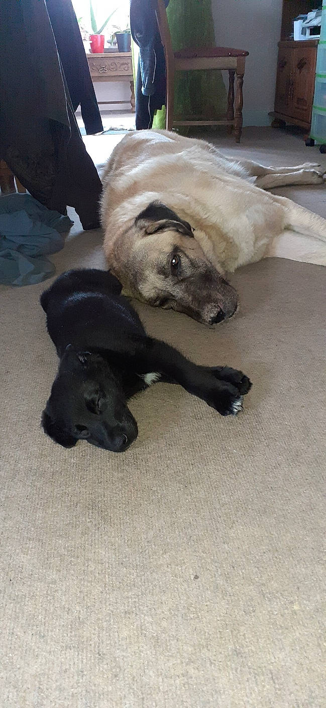 Jack participe au concours pour gagner de l'argent avec cette photo : canidae, carnivore, comfort, companion_dog, dog, dog_breed, fawn, flooring, fur, guard_dog, hardwood, mammal, non_sporting_group, snout, sporting_group, tail, terrestrial_animal, tire, toy_dog, working_animal