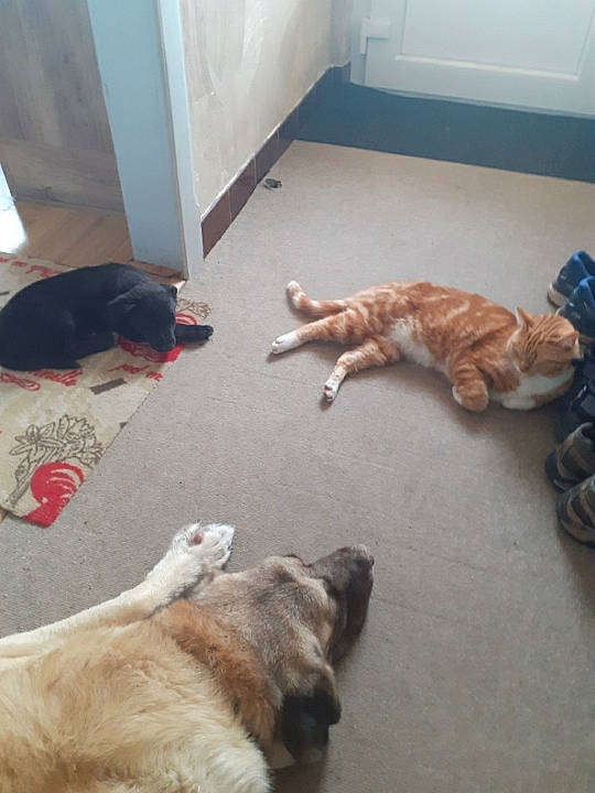 Rambo a rejoint le concours — aidez-le/la à gagner de superbes lots ! carnivore, cat, comfort, companion_dog, dog, dog_breed, fawn, felidae, floor, flooring, fur, hardwood, mammal, room, small_to_medium_sized_cats, sporting_group, tail, whiskers, wood, working_animal