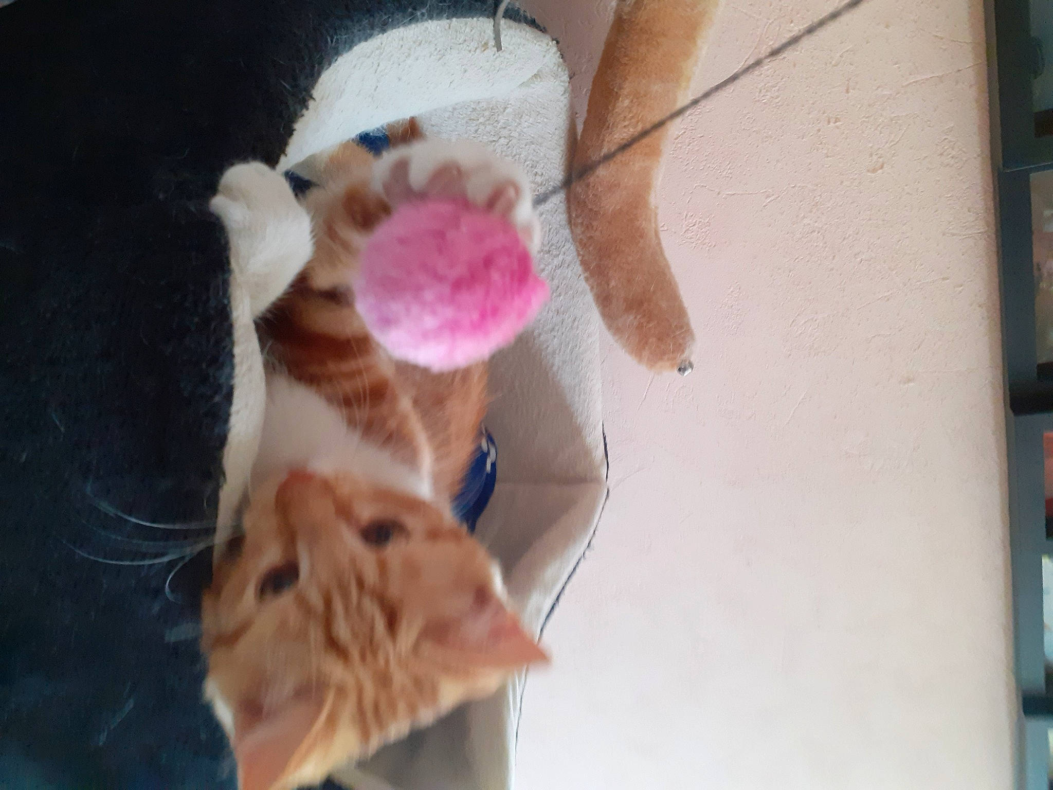 Riddik a rejoint le concours — aidez-le/la à gagner de superbes lots ! canidae, carnivore, child, dog_breed, domestic_short_haired_cat, ear, eyelash, fawn, feather, felidae, fur, plush, small_to_medium_sized_cats, snout, sporting_group, stuffed_toy, tail, toy, whiskers, window