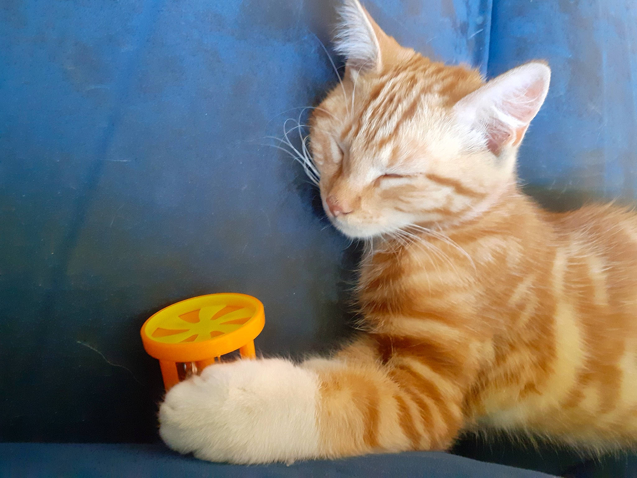 Riddik participe au concours pour gagner de l'argent avec cette photo : carnivore, cat, cat_furniture, cat_supply, claw, domestic_short_haired_cat, fawn, felidae, foot, fur, paw, pet_supply, sitting, small_to_medium_sized_cats, snout, tail, terrestrial_animal, whiskers, window, wood