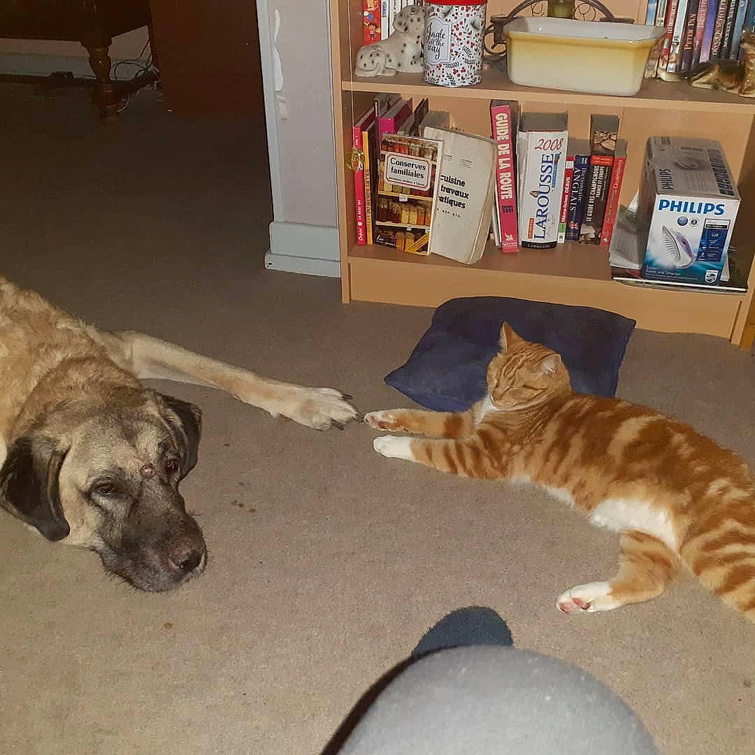 Riddik participe au concours pour gagner de l'argent avec cette photo : carnivore, cat, comfort, companion_dog, dog, fawn, felidae, floor, flooring, fur, grey, hardwood, liver, paw, shelf, small_to_medium_sized_cats, tail, whiskers, wood, working_animal