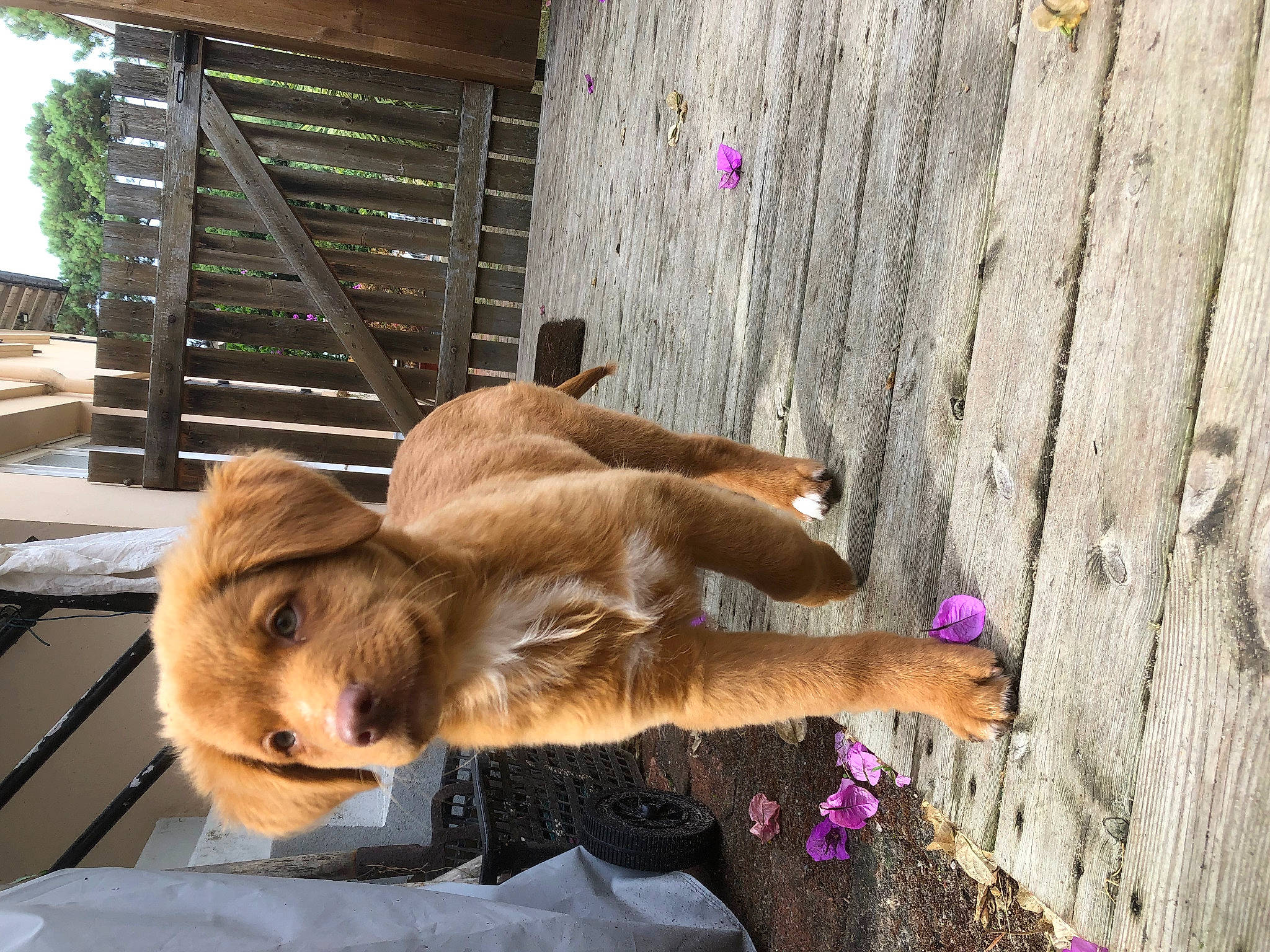 Salty a rejoint le concours — aidez-le/la à gagner de superbes lots ! carnivore, companion_dog, dog, dog_breed, fawn, felidae, fur, goats, hardwood, liver, livestock, magenta, plant, sporting_group, tail, terrestrial_animal, wildlife, wood, working_animal, zoo