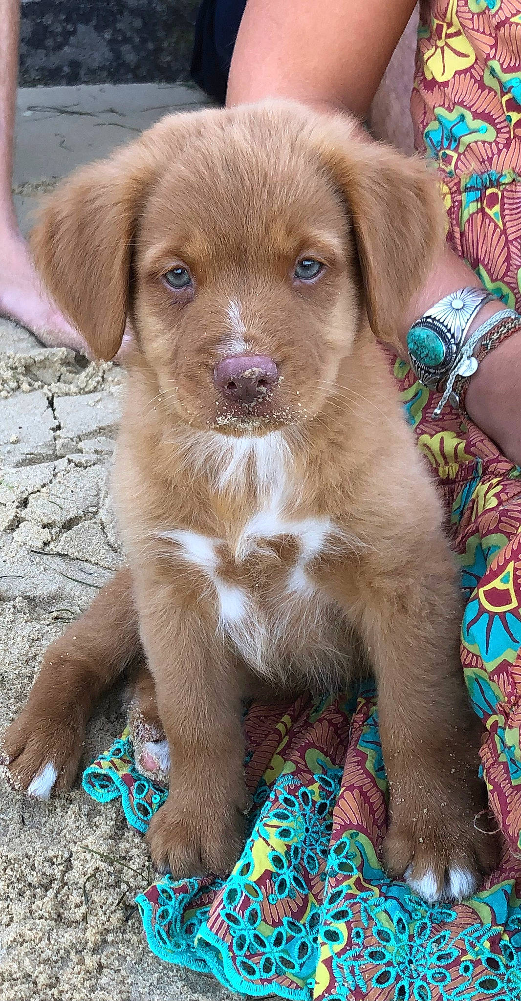 Salty participe au concours pour gagner de l'argent avec cette photo : blue, bracelet, carnivore, companion_dog, dog, dog_breed, fur, gun_dog, jewellery, liver, terrestrial_animal, whiskers, working_animal