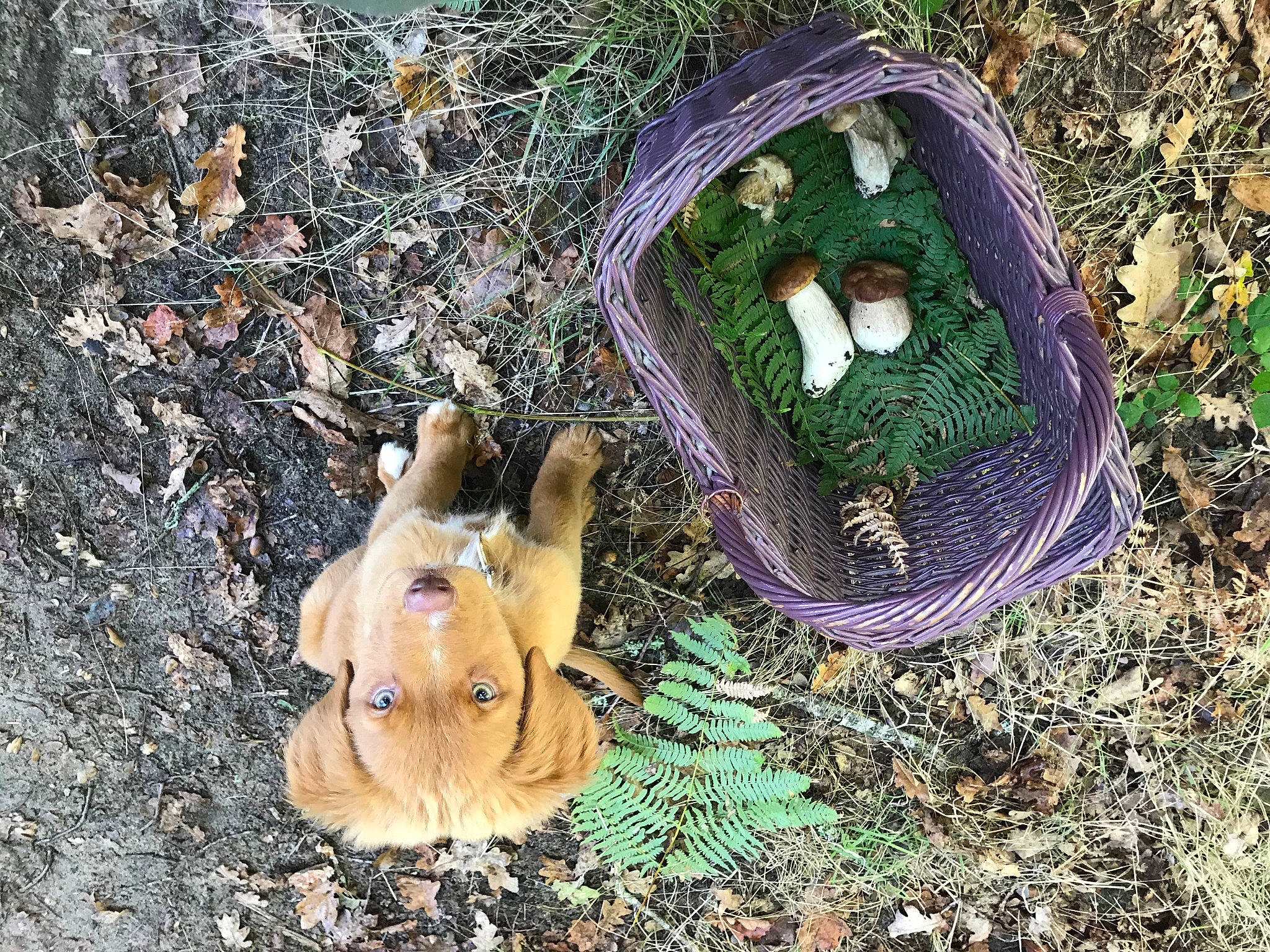 Salty a rejoint le concours — aidez-le/la à gagner de superbes lots ! automotive_tire, bag, circle, dog_breed, fashion_accessory, felidae, fur, grass, organism, plant, soil, tail, terrestrial_animal, toy, tree, trunk, whiskers, wildlife, winter_squash, wood