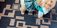 Fancy is registered to the contest to win money with this photo: dog, small_dog, pet, clothing, skirt, green_clothing, carpet, patterned_carpet, indoor, cute, fur, animal, looking_up, standing, tiny, ears, adorable, domestic_animal, mammal, companion