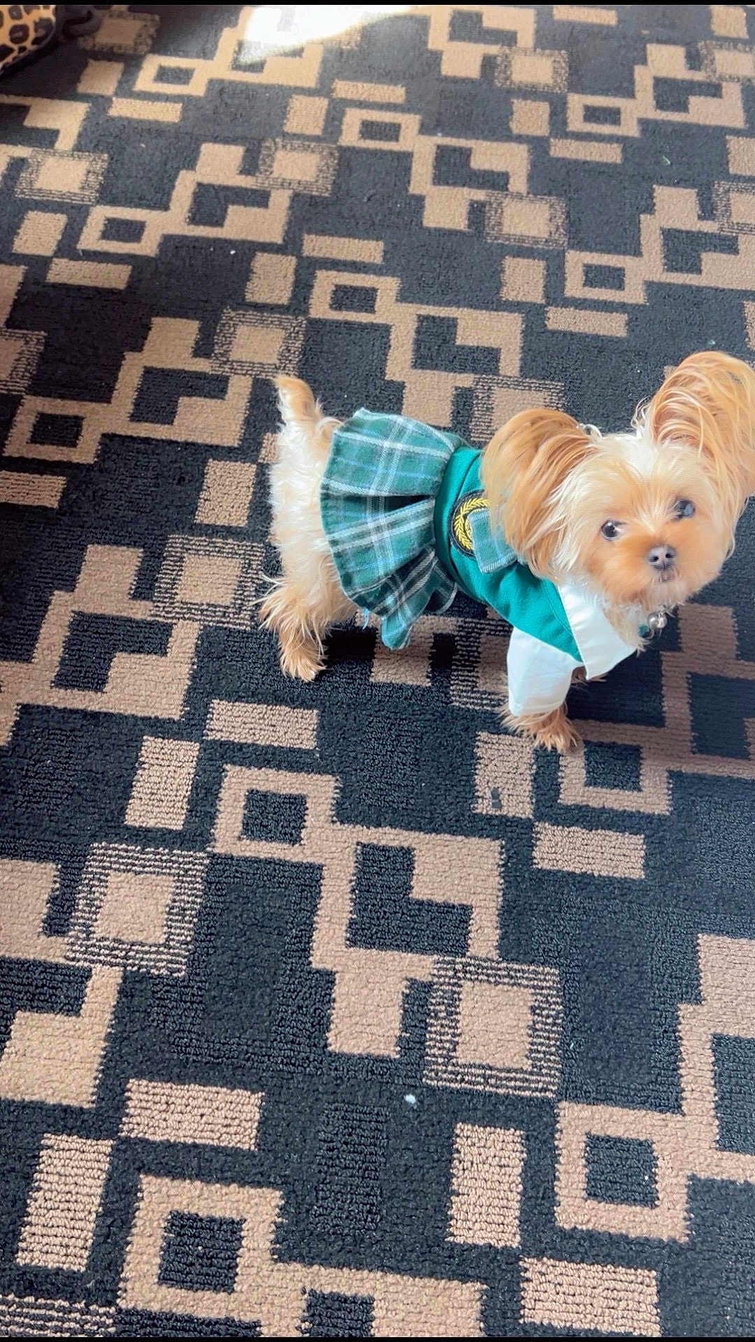 Fancy is registered to the contest to win money with this photo: dog, small_dog, pet, clothing, skirt, green_clothing, carpet, patterned_carpet, indoor, cute, fur, animal, looking_up, standing, tiny, ears, adorable, domestic_animal, mammal, companion