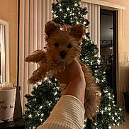 Fancy joined the competition — help win amazing prizes! puppy, dog, christmas_tree, lights, holiday, decorations, indoor, hand, santa_hat, blur, festive, fur, cute, pet, window, curtains, table, cup, living_room, cozy