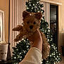 puppy, dog, christmas_tree, lights, holiday, decorations, indoor, hand, santa_hat, blur, festive, fur, cute, pet, window, curtains, table, cup, living_room, cozy