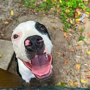 Willow is registered to the contest to win money with this photo: animal, architecture, bodypart, boxer, building, bulldog, canine, dog, grass, hound, leaf, mouth, person, pet, pitbull, plant, puppy, tongue, tree, whitedog
