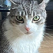 Vasto a rejoint le concours — aidez-le/la à gagner de superbes lots ! cat, tabby_cat, green_eyes, indoor, close_up, pet, animal, feline, whiskers, fur, ears, nose, sitting, wooden_floor, domestic_cat, portrait, looking, alert, household, mammal