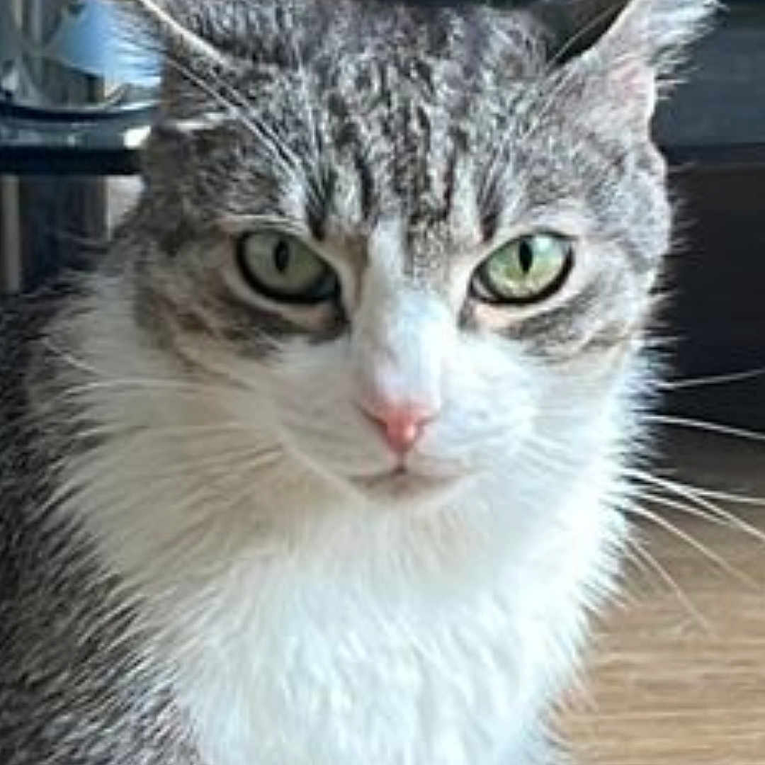 Vasto a rejoint le concours — aidez-le/la à gagner de superbes lots ! alert, animal, cat, close_up, domestic_cat, ears, feline, fur, green_eyes, household, indoor, looking, mammal, nose, pet, portrait, sitting, tabby_cat, whiskers, wooden_floor