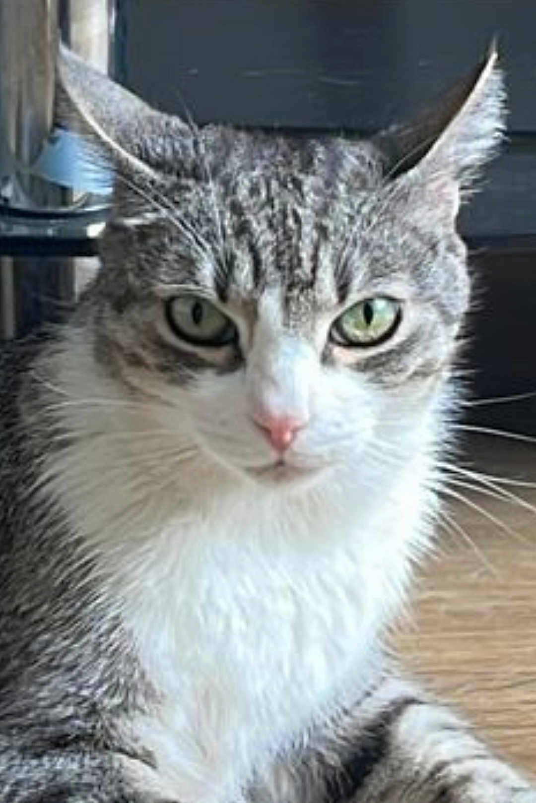 Vasto a rejoint le concours — aidez-le/la à gagner de superbes lots ! cat, tabby_cat, green_eyes, indoor, close_up, pet, animal, feline, whiskers, fur, ears, nose, sitting, wooden_floor, domestic_cat, portrait, looking, alert, household, mammal