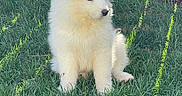 Cersei is registered to the contest to win money with this photo: puppy, dog, white_dog, fluffy, sitting, grass, outdoor, backyard, fence, wooden_fence, sunlight, portrait, pet, canine, fur, ears, nose, animal, garden, cute