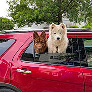 Cersei joined the competition — help win amazing prizes! dogs, dog, pet, canine, two_dogs, red_suv, car, vehicle, car_window, heads_out_window, outdoor, suburban, tree, greenery, house, fluffy_dog, brown_dog, white_dog, portrait, funny