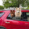 dogs, dog, pet, canine, two_dogs, red_suv, car, vehicle, car_window, heads_out_window, outdoor, suburban, tree, greenery, house, fluffy_dog, brown_dog, white_dog, portrait, funny