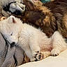 Cersei is registered to the contest to win money with this photo: puppies, dogs, sleeping, cuddling, white_dog, brown_dog, fluffy, fur, bed, blanket, cozy, indoors, pets, animals, resting, upside_down, paws, nose, cute, cuddle_pile