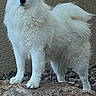 Cersei is registered to the contest to win money with this photo: dog, white_dog, fluffy, long_hair, standing, outdoors, rocky_ground, pebbles, shoreline, nature, animal, pet, canine, pointed_ears, black_nose, white_fur, tail, portrait, vertical_photo, alert