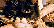 Aslan participe au concours pour gagner de l'argent avec cette photo : animal, black_and_white, blur, cat, close_up, cozy, cute, ears, face, feline, furry, indoor, mammal, pet, relaxing, resting, soft_focus, texture, whiskers, wood