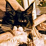animal, black_and_white, blur, cat, close_up, cozy, cute, ears, face, feline, furry, indoor, mammal, pet, relaxing, resting, soft_focus, texture, whiskers, wood