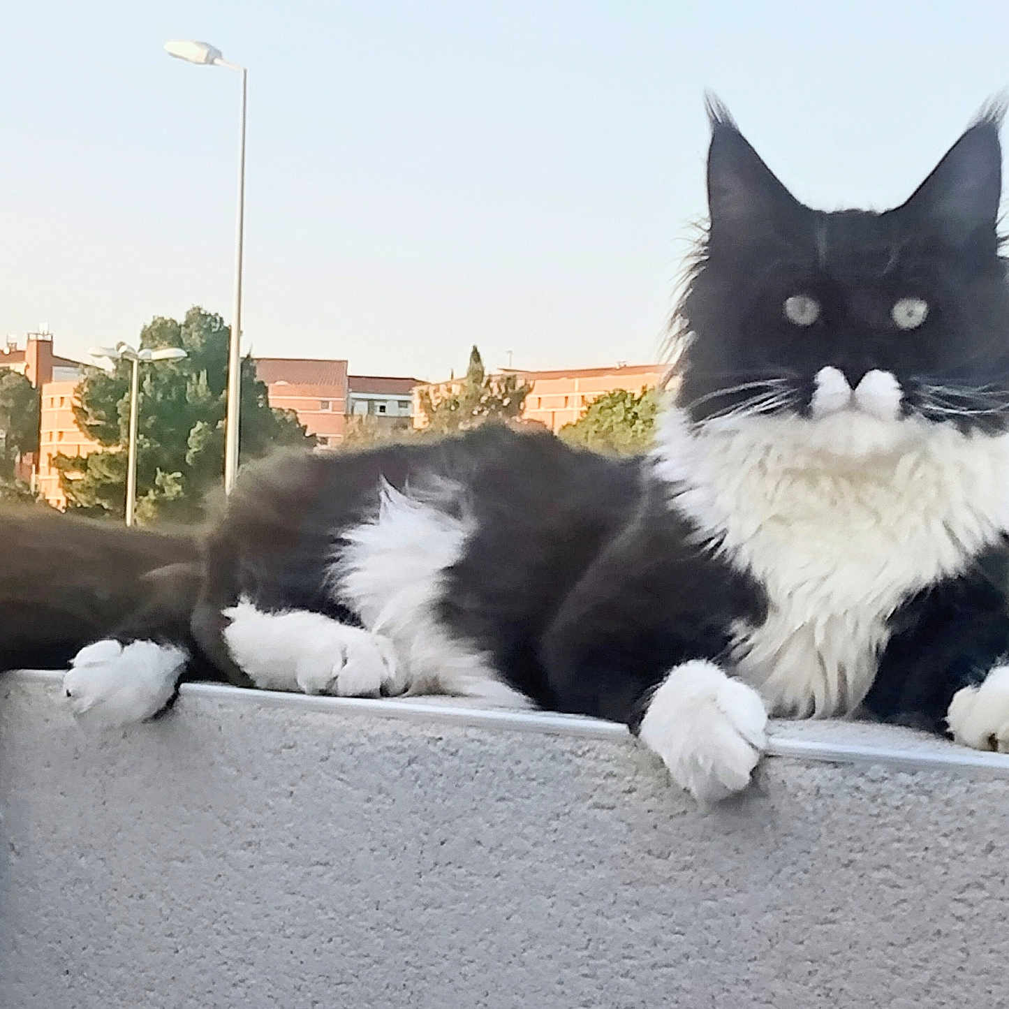 Aslan
