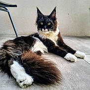 Aslan participe au concours pour gagner de l'argent avec cette photo : animal, black_and_white, cat, chair_leg, concrete, domestic_cat, feline, floor, fluffy, fur, indoor, paw, pet, portrait, relaxed, resting, sitting, tail, whiskers, yellow_eyes
