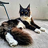 animal, black_and_white, cat, chair_leg, concrete, domestic_cat, feline, floor, fluffy, fur, indoor, paw, pet, portrait, relaxed, resting, sitting, tail, whiskers, yellow_eyes