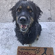 Paco participe au concours pour gagner de l'argent avec cette photo : dog, black_dog, curly_fur, brown_eyes, happy, smiling, pet, canine, outdoor, concrete, step, welcome_mat, fur, ears, collar, tongue, looking_up, animal, friendly, domestic_animal