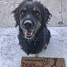 dog, black_dog, curly_fur, brown_eyes, happy, smiling, pet, canine, outdoor, concrete, step, welcome_mat, fur, ears, collar, tongue, looking_up, animal, friendly, domestic_animal