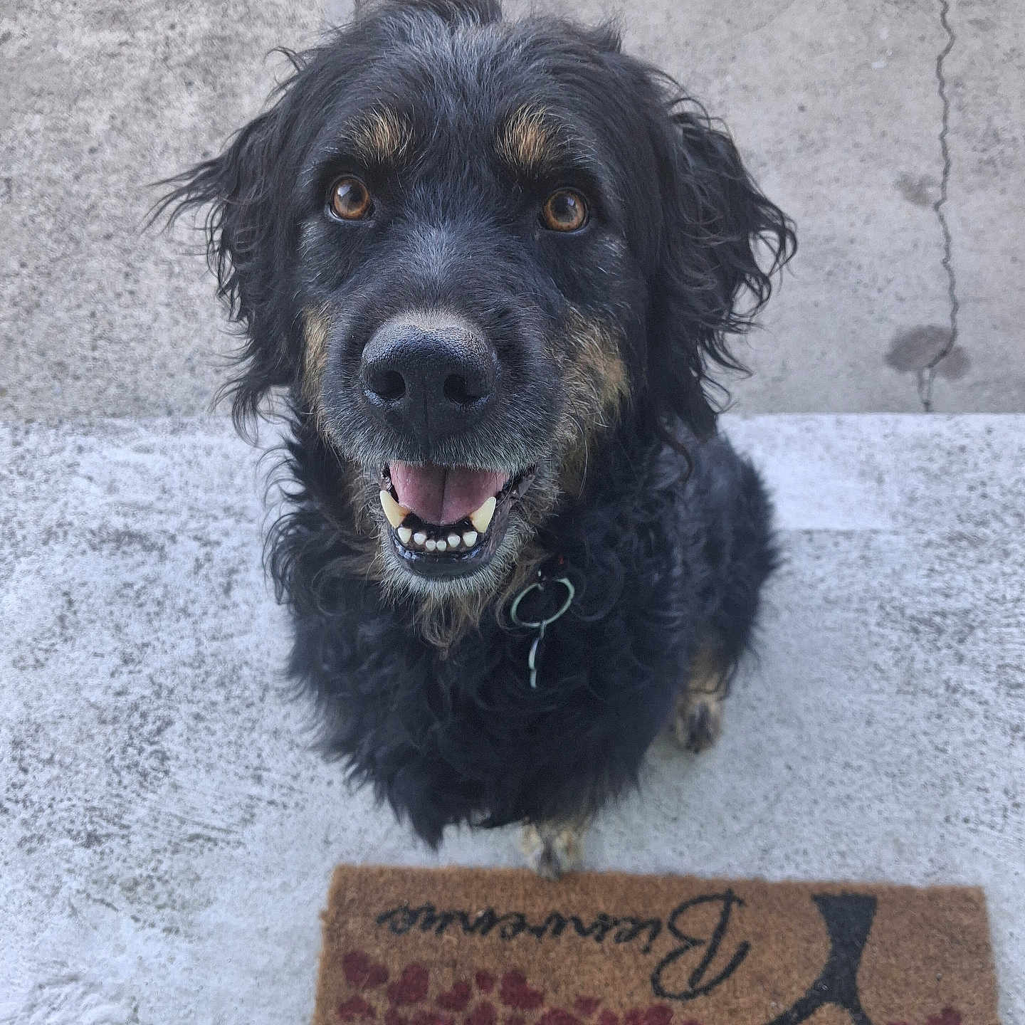 Paco participe au concours pour gagner de l'argent avec cette photo : dog, black_dog, curly_fur, brown_eyes, happy, smiling, pet, canine, outdoor, concrete, step, welcome_mat, fur, ears, collar, tongue, looking_up, animal, friendly, domestic_animal