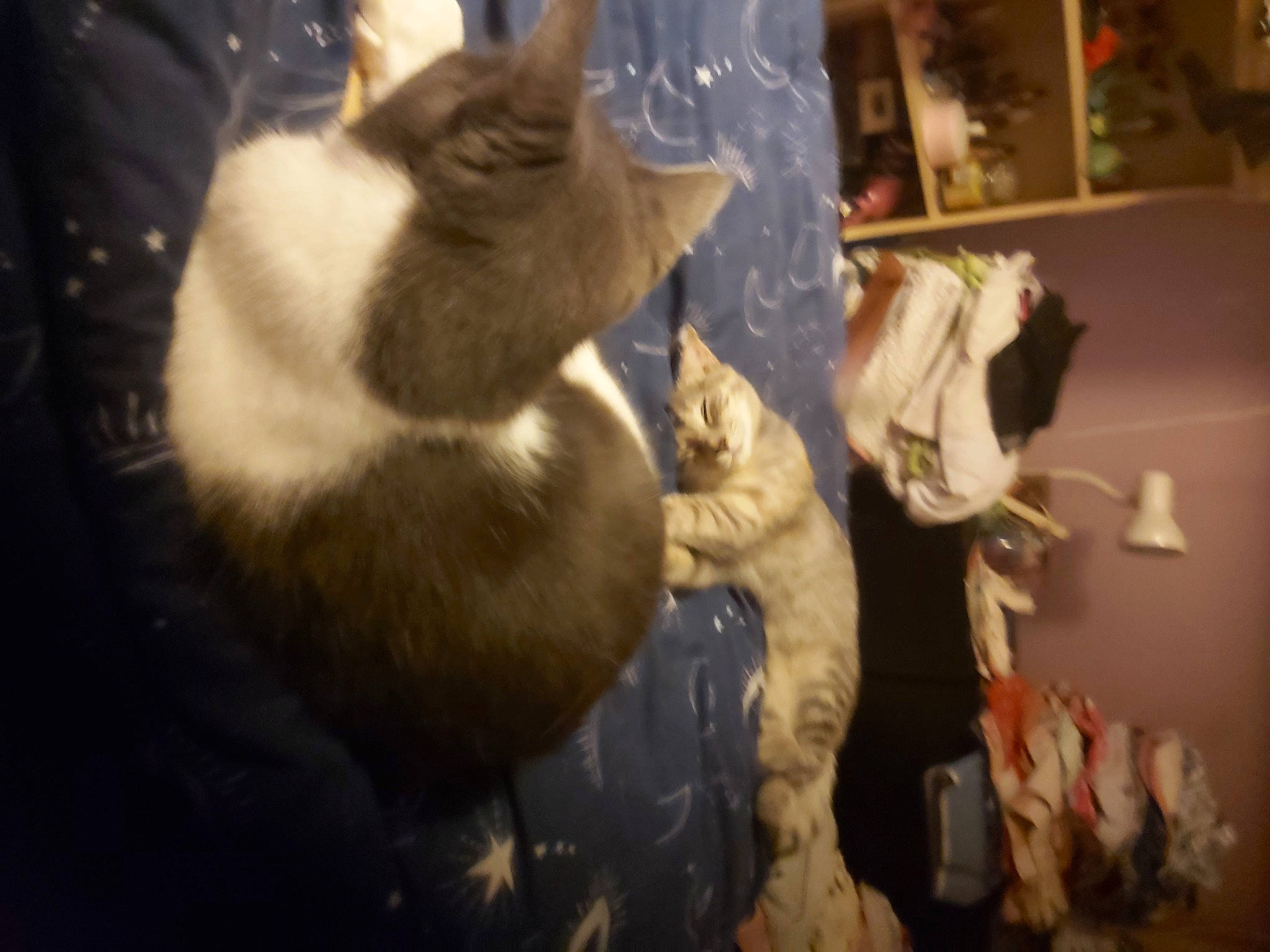 Caramel joined the competition — help win amazing prizes! carnivore, cat, comfort, domestic_short_haired_cat, fawn, felidae, fur, shelf, small_to_medium_sized_cats, tail, whiskers, wood